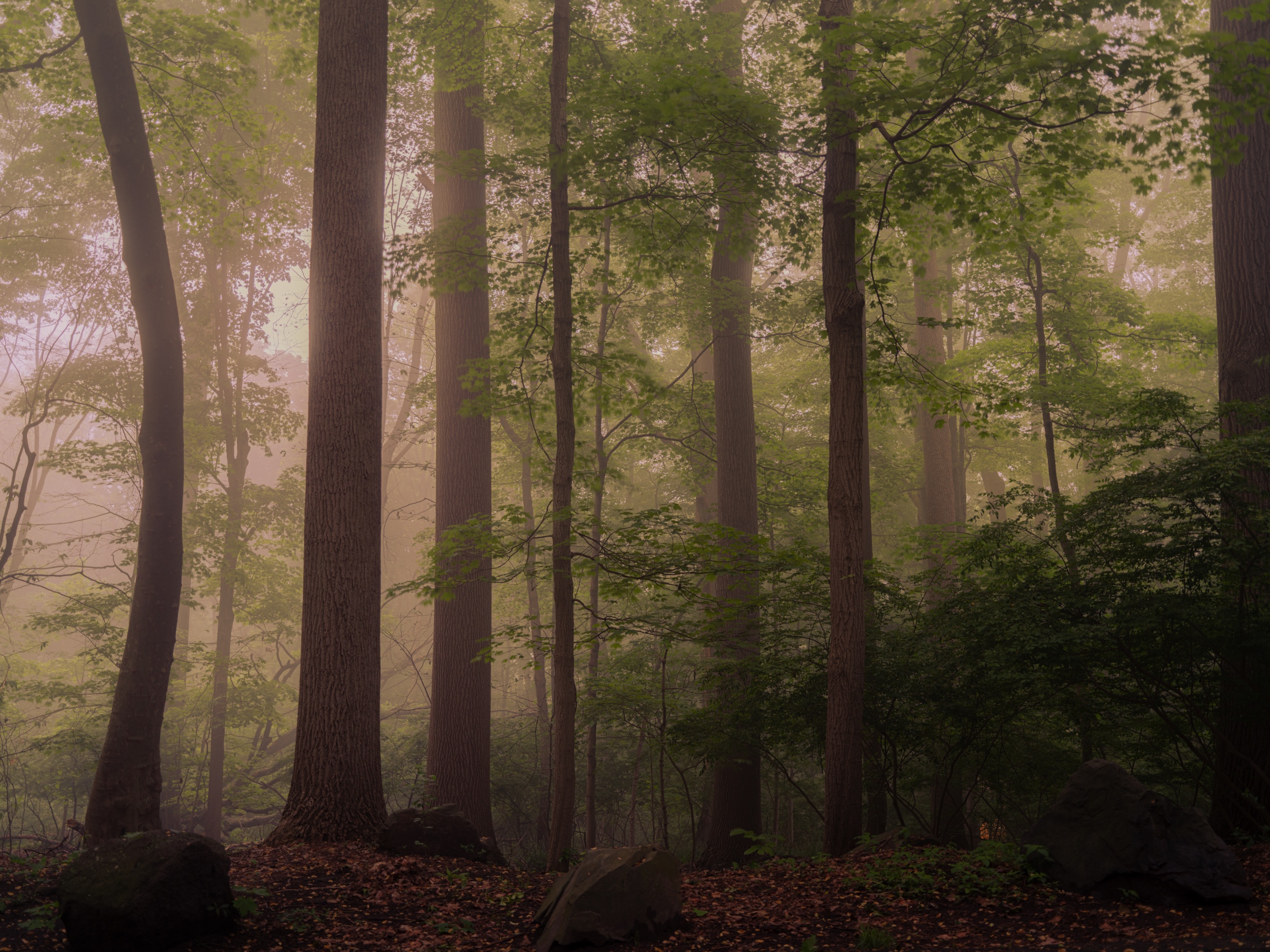 Forest in mist with warm light filtering through trees